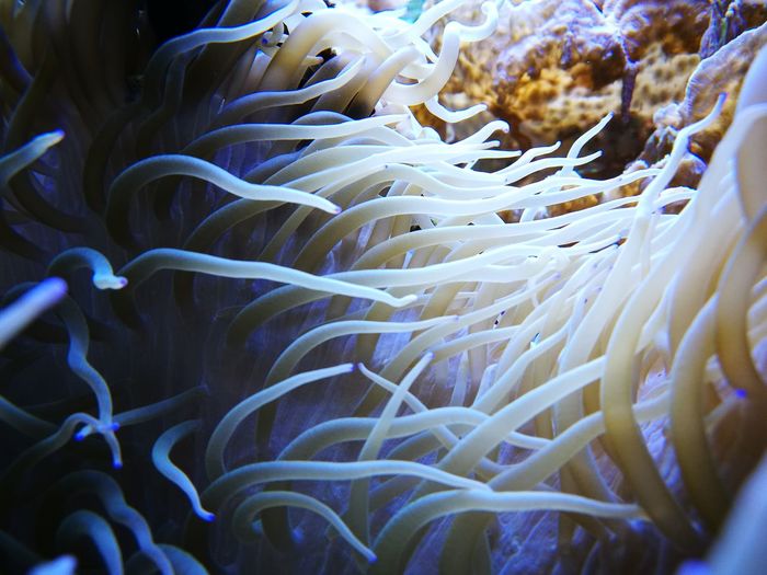 Close-up of coral in sea