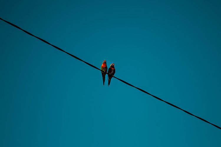 Low angle view of birds perching on cable against clear blue sky