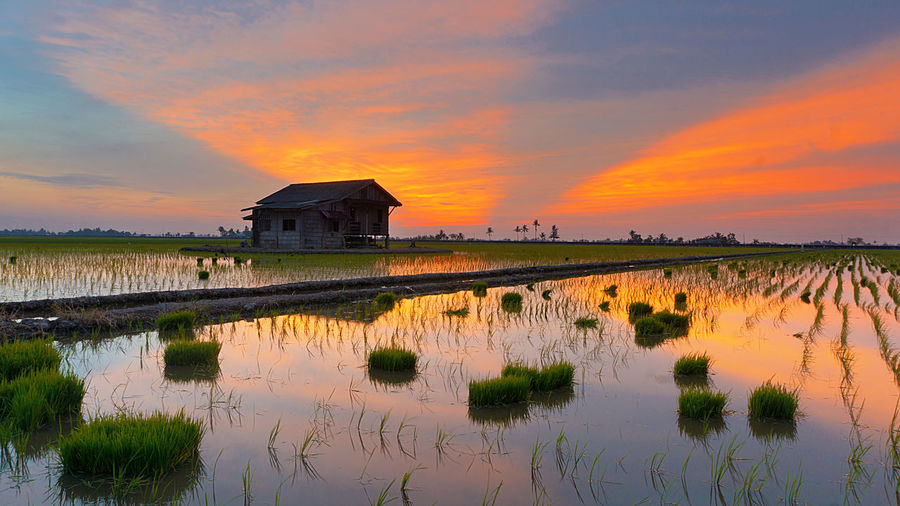 Reflection of clouds in rice field at sunset