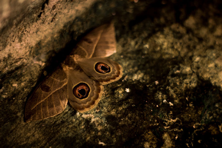 Close-up of butterfly on tree at night