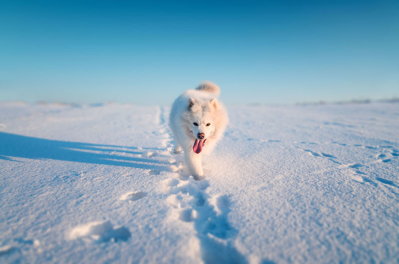 View of a dog in snow