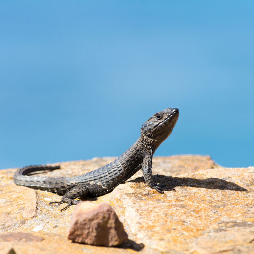 Side view of a reptile on rocky surface