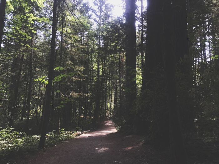 Trees in forest
