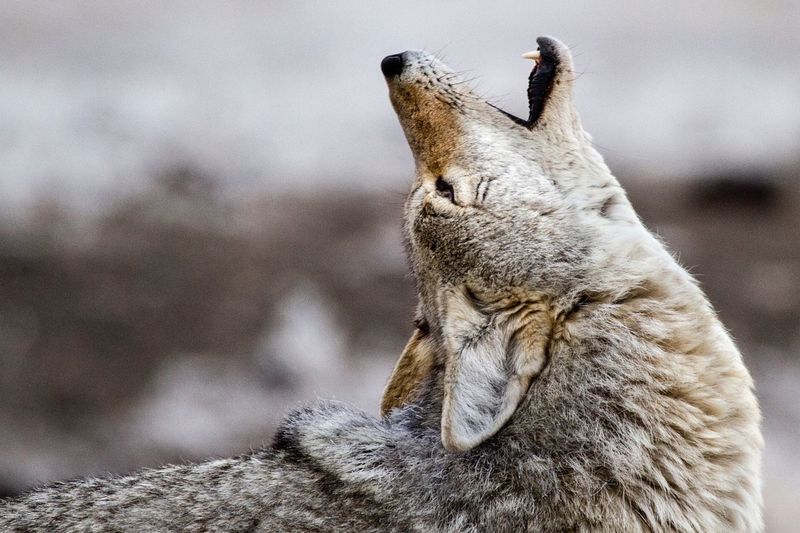 Side view of coyote howling