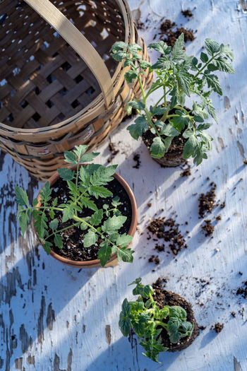 Table top view of gardening or potting bench with young tomato plants, clay pot, garden basket