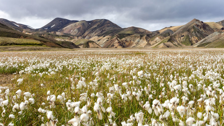 Blooming cottongrass field with mossy hills in iceland's highlands
