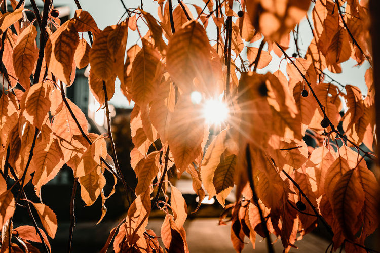 Low angle view of sunlight streaming through autumn leaves