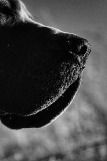 Close-up of dog against sky