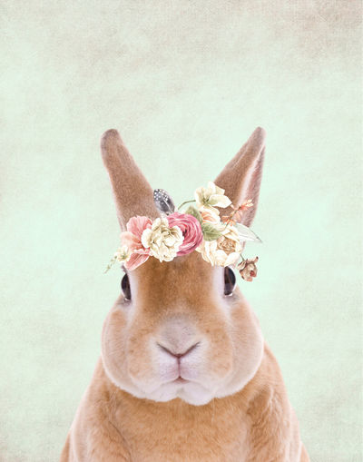 Close-up portrait of a bunny with floral wreath
