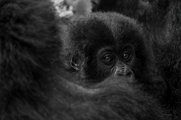 Mono gorilla looks over shoulder of mother