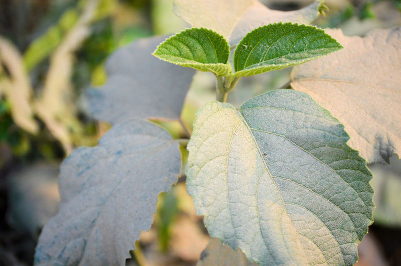 Close-up of leaves