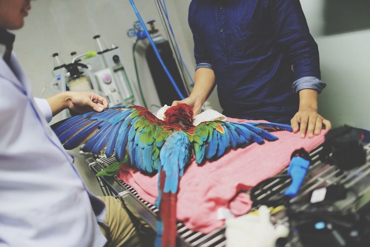 Veterinarians examining injured bird on table in hospital