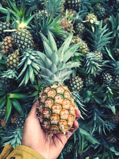 Close-up of person hand holding pineapple