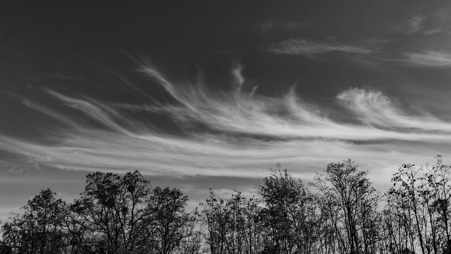 Low angle view of silhouette trees against sky