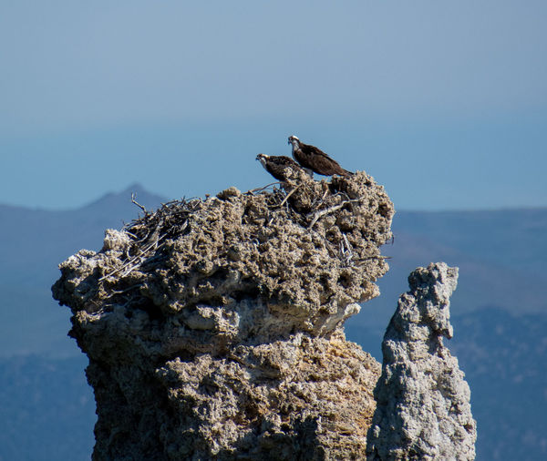 Low angle view of bird on rock