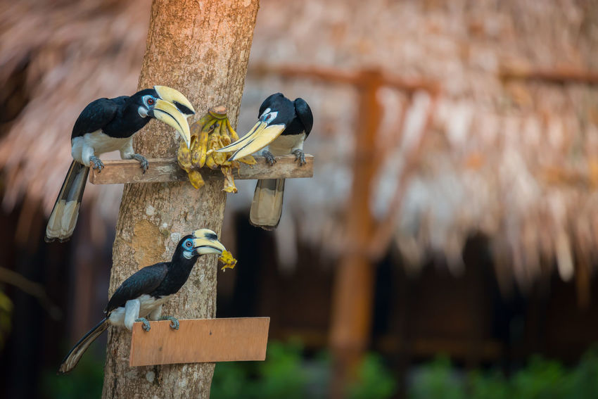 50 Bird Feeder Pictures Hd Download Authentic Images On Eyeem