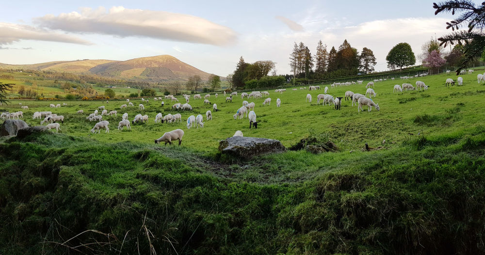 Large flock of newly shorn sheep grazing in field