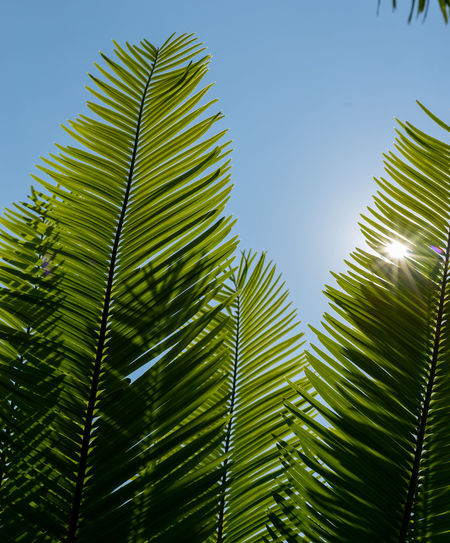 Close-up of palm tree leaves against sky