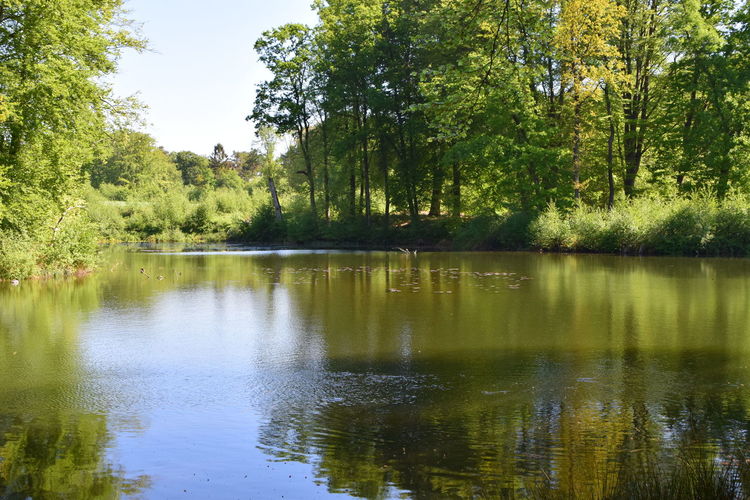 Scenic view of lake in forest