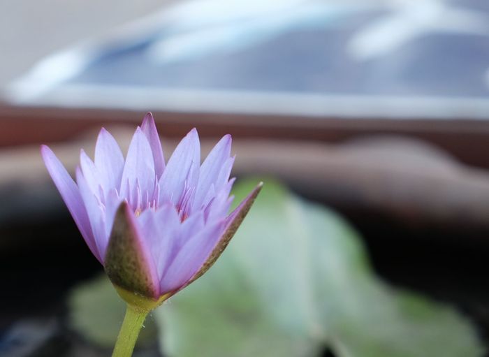 Close-up of purple flower 