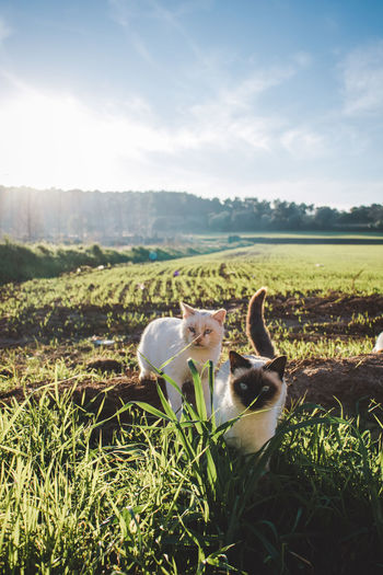 Cats in a field