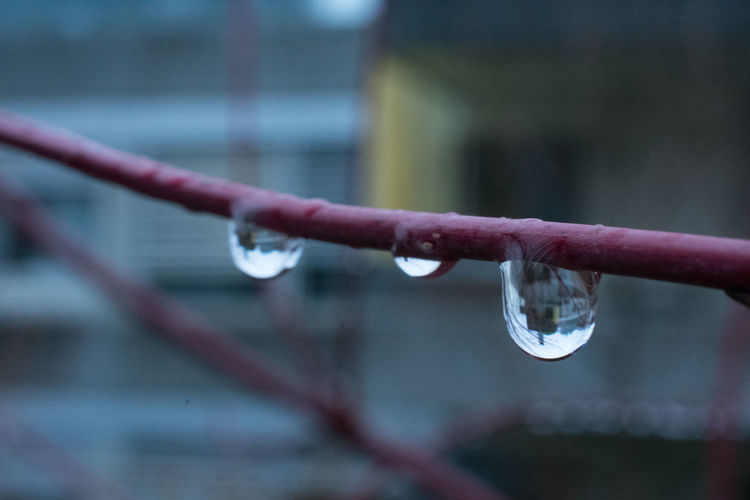 Close-up of water drops on cable during winter