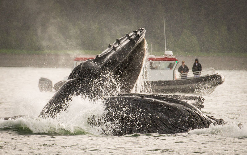 Humpback whales breaching in sea