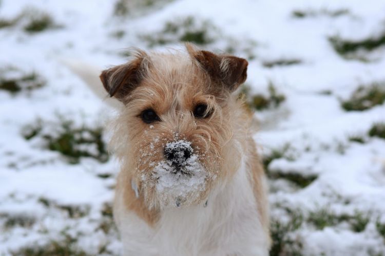 Close-up portrait of dog on snow