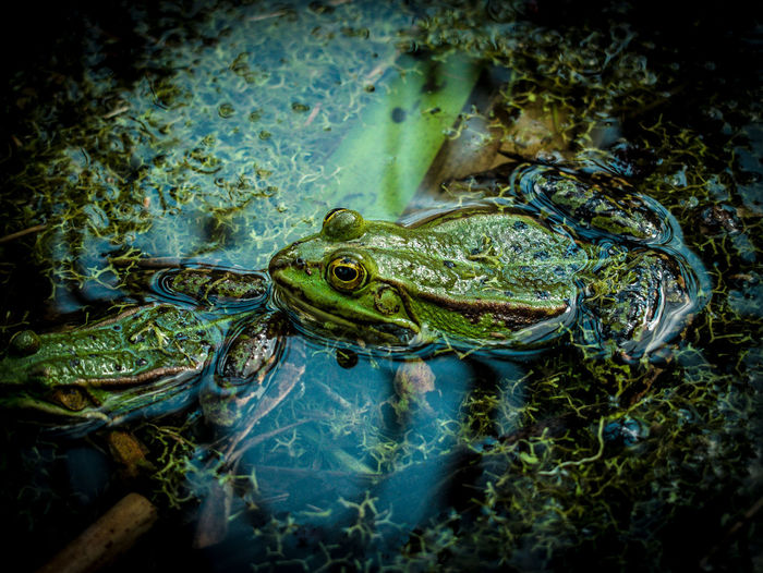 Close-up of frogs in lake