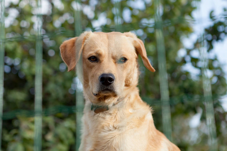 Close-up portrait of a dog