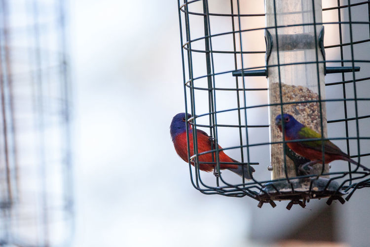 Bright male painted bunting bird passerina ciris forages for food in a bird feeder