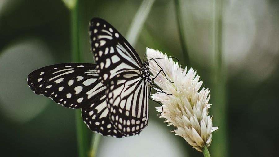 Close-up of butterfly on white flower blooming outdoors