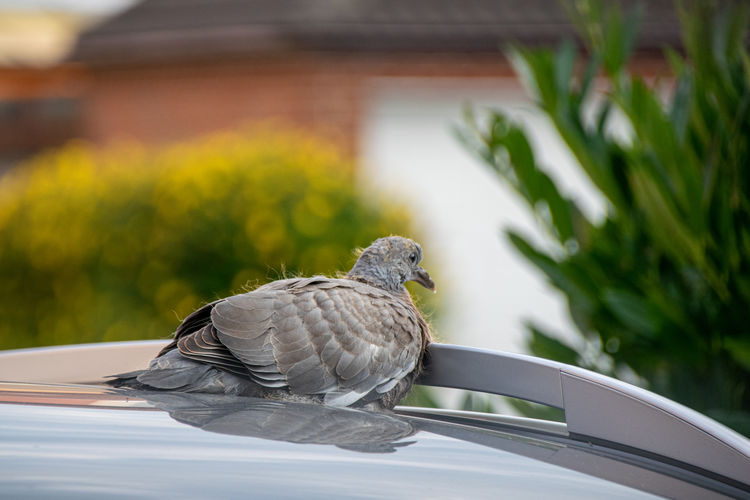 Wood pigeon fledgling resting on a car roof
