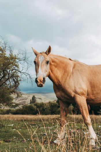 Horse standing in a field