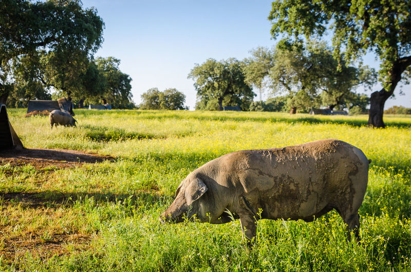 Pigs standing on grassy field