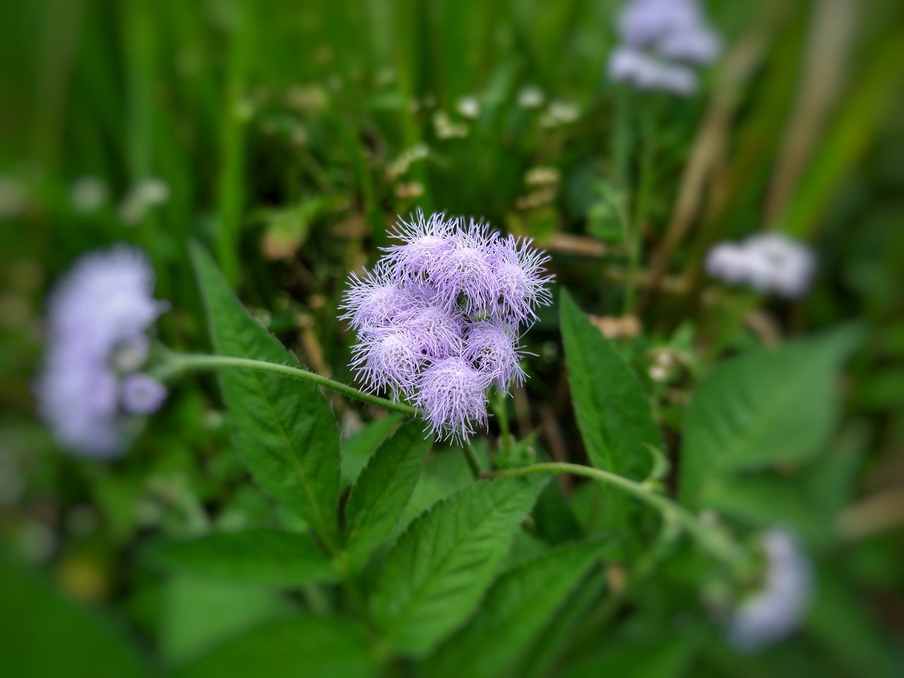CLOSE-UP OF PURPLE POLLINATING ON FLOWER