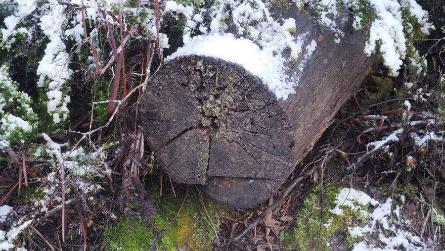 Close-up of snow covered tree trunk in forest