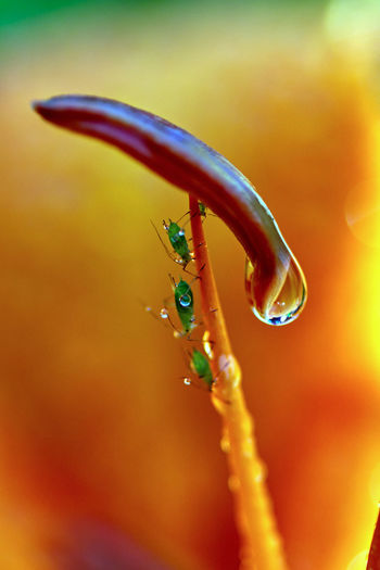 Close-up of aphids on flower stamen