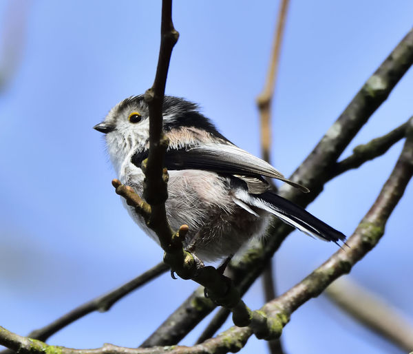 Low angle view of bird perching on branch against sky