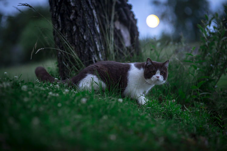 British shorthair cat langewald magic wooper in a night landscape with a tree and a moon in the sky