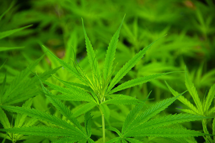 Young green leaf cannabis indica plant marijuana