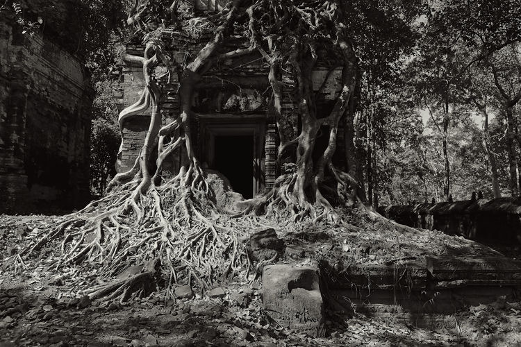 Old tree in building