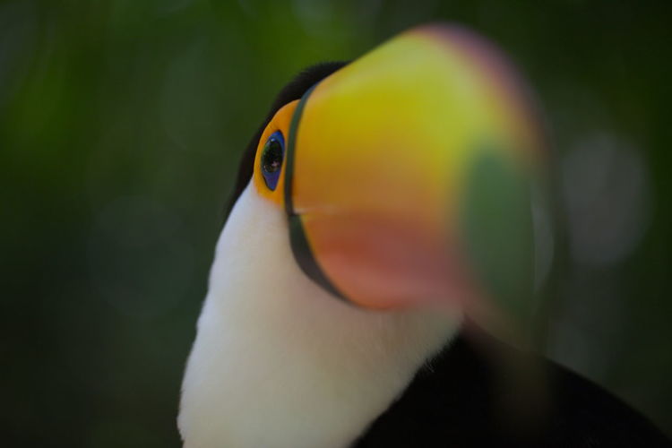 Closeup macro portrait of toucan ramphastos toco beak and eye brazil foz do iguacu, brazil.