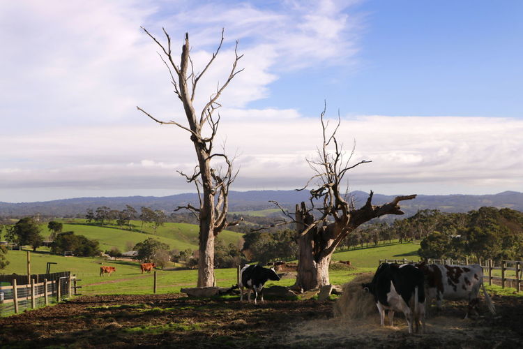 Horses in a field