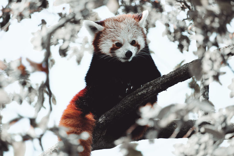 Red panda exhibit and colchester zoo