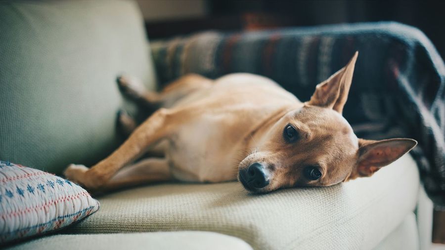 Portrait of dog lying on sofa