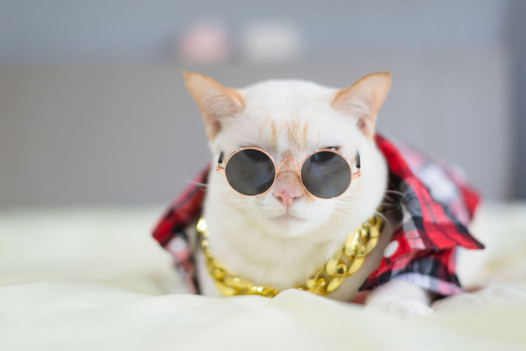 Close-up of a cat