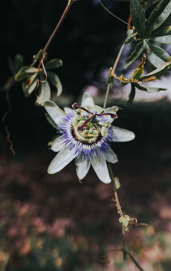 Close-up of purple flower
