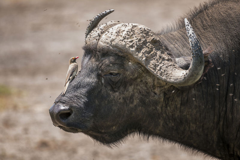 Bird perching on african buffalo