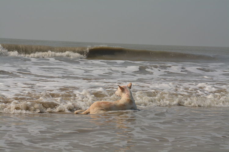 View of a dog on the beach